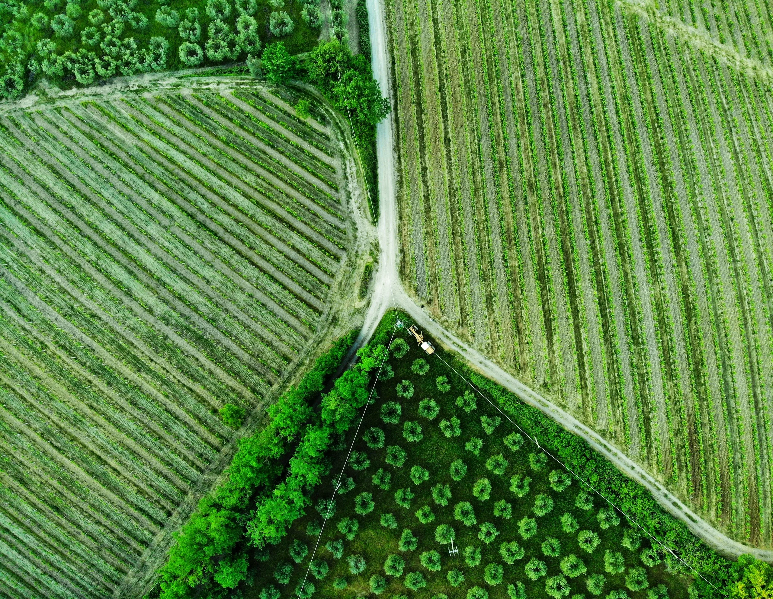 Aerial view of agricultural fields and olive groves